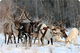 Катание на санях - упряжке с живыми оленями МАСЛЕНИЦА3