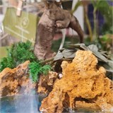 Большой флорариум с бонсаем "необитаемый остров" Flo12