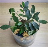 Большой флорариум с бонсаем "необитаемый остров" Flo12