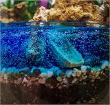 Большой флорариум с бонсаем "необитаемый остров" Flo12