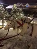 Катание на санях - упряжке с живыми оленями МАСЛЕНИЦА3