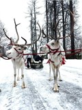 Катание на санях - упряжке с живыми оленями МАСЛЕНИЦА3