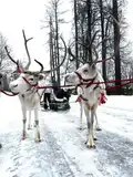 Катание на санях - упряжке с живыми оленями МАСЛЕНИЦА3
