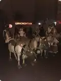 Катание на санях - упряжке с живыми оленями МАСЛЕНИЦА3