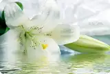 Лилии Ц4