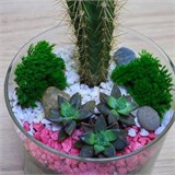 Мини - флорариум с кактусом Flo01