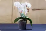 Орхидеи Ц3