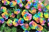 Разноцветные розы из Голландии Ц2