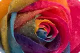 Разноцветные розы из Голландии Ц2