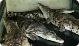 Розыгрыш с живым крокодилом в подарочной коробке КРОКОДИЛ