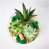 Флорариум "Весенняя свежесть" NEW12