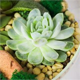 Флорариум "Весенняя свежесть" NEW12