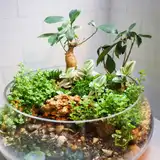 Флорариум "Долина Симплон" NEW9
