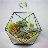 Флорариум "Королева суккулентов" NEW3