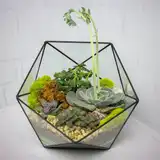 Флорариум "Королева суккулентов" NEW3