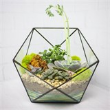 Флорариум "Королева суккулентов" NEW3