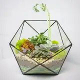 Флорариум "Королева суккулентов" NEW3