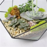 Флорариум "Королева суккулентов" NEW3