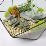 Флорариум "Королева суккулентов" NEW3