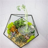 Флорариум "Королева суккулентов" NEW3