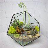 Флорариум "Королева суккулентов" NEW3