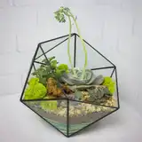 Флорариум "Королева суккулентов" NEW3