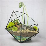 Флорариум "Королева суккулентов" NEW3