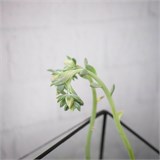 Флорариум "Королева суккулентов" NEW3