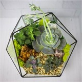 Флорариум "Королева суккулентов" NEW3