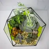 Флорариум "Королева суккулентов" NEW3