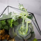 Флорариум "Королева суккулентов" NEW3