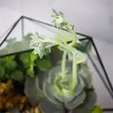 Флорариум "Королева суккулентов" NEW3