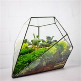 Флорариум "Космический гость" NEW10