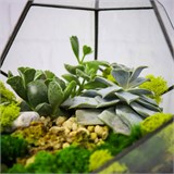 Флорариум "Космический гость" NEW10