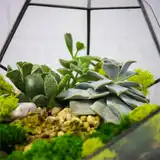 Флорариум "Космический гость" NEW10
