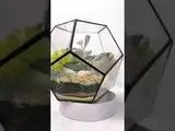 Флорариум "Космический гость" NEW10