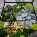 Флорариум "Космический гость" NEW10
