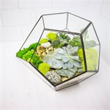 Флорариум "Космический гость" NEW10