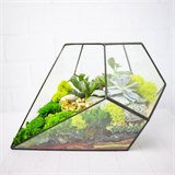 Флорариум "Космический гость" NEW10