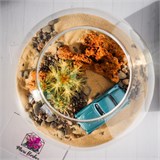 Флорариум "Подари ЕЙ мечту" NEW7