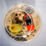 Флорариум "Трасса 60" NEW8