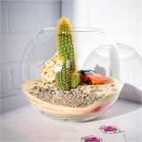 Флорариум "Трасса 60" NEW8