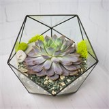 Флорариум "Эхеверия" NEW4