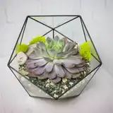 Флорариум "Эхеверия" NEW4