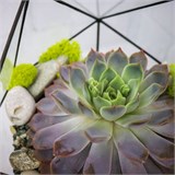 Флорариум "Эхеверия" NEW4