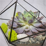 Флорариум "Эхеверия" NEW4