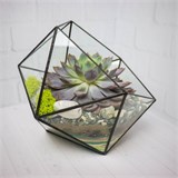 Флорариум "Эхеверия" NEW4