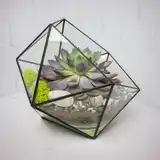 Флорариум "Эхеверия" NEW4