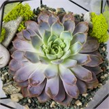 Флорариум "Эхеверия" NEW4