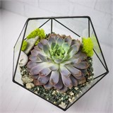 Флорариум "Эхеверия" NEW4